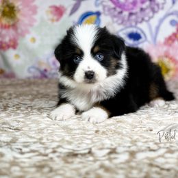 Miniature Australian Shepherd and Toy Australian Shepherd Puppies from Pistol Paws Aussies