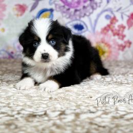 Miniature Australian Shepherd and Toy Australian Shepherd Puppies from Pistol Paws Aussies