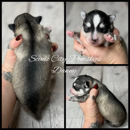 Danny - Silver and white male Pomsky puppy in Rossville, Georgia from Scenic City Pomskies