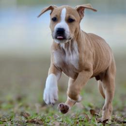 Honey - Red female American Staffordshire Terrier puppy in St. Augustine, Florida from LBK & Ancient City