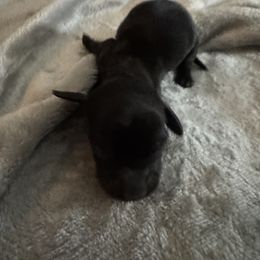 Dachshund Puppies from Dachshund Dad