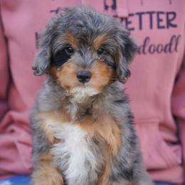 Anton - Merle male Bernedoodle puppy in Dundee, Ohio from Down Home Doodle