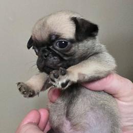 Moe - Fawn male Pug puppy in Olin, North Carolina from Piggy Pugs