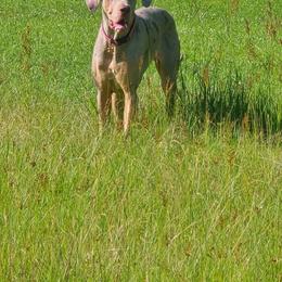Cindy - Merle female Great Dane puppy in Prairieville, Louisiana from Southern Barron Danes & Dachshunds