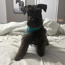 Harry - Miniature Schnauzer
