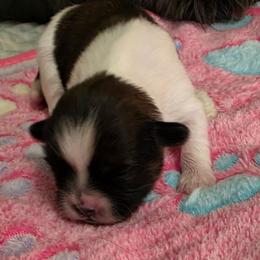 Girl brindle and white - Tricolor female Shih Tzu puppy in Missouri from Farm Animal Mommy Shih tzu's Michalek Dog Breeder