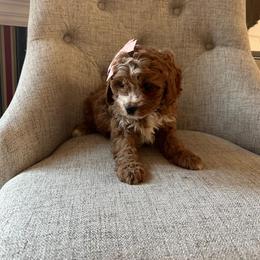 Jessica - Red female Cavapoo puppy in Mint Hill, North Carolina from DoodleForever