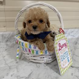 Pip - Apricot male Goldendoodle puppy in Cherry Tree, Pennsylvania from Plum Creek Acres Next Generation