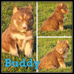 Buddy - Red and white male Siberian Husky puppy in Merrill, Michigan from Haase Family Kennels