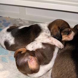 Dachshund Puppies from Drift & Dash Dachshunds