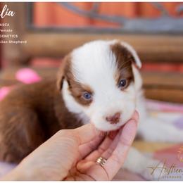 Amalia - Red Tri Female - Red tri-color female Australian Shepherd puppy in Red Bud, Illinois from Authentic Aussies