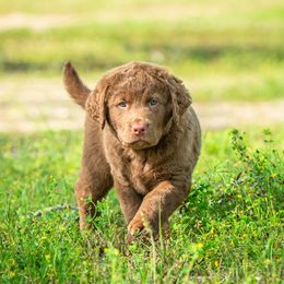 Boy 1 - Brown male Chesapeake Bay Retriever puppy in Newnan, Georgia from Laurelwood Chesapeakes