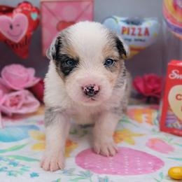 Skittles - Blue merle male Australian Shepherd puppy in Riverside, California from Aus Cal (Aussies of soCal)