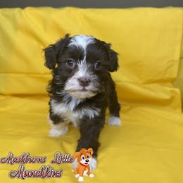 Brixli - Chocolate and white female Havapoo puppy in Pisgah, Alabama from Mashburns Little Munchkins