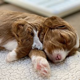 Australian Labradoodle Puppies from Cascade Canyon Labradoodles