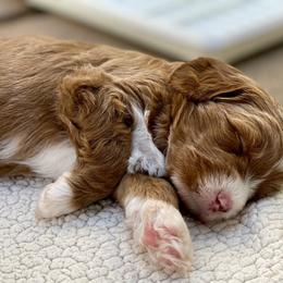 Australian Labradoodle Puppies from Cascade Canyon Labradoodles