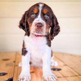 Pink, Girl 4 - Liver white and tan female English Springer Spaniel puppy in Lake City, Fl, Florida from Spradley Springers & GSP's