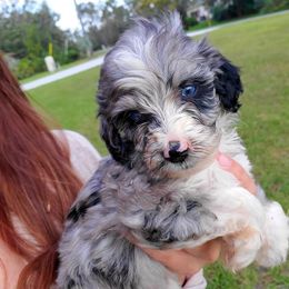 Aussiedoodle Puppies from Oatbird Ranch Aussiedoodles