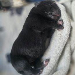 Starlight - Black female Keeshond puppy in Logan, Ohio from Hocking Hills Keeshonds