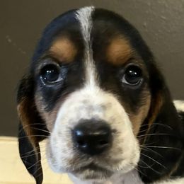 Basset Hounds from Milton’s Bassets