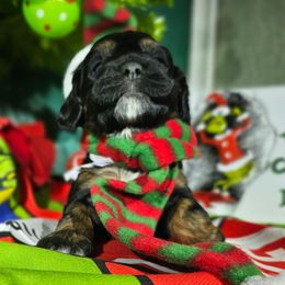 Holly - Black white and tan female Cockapoo puppy in Indiahoma, Oklahoma from Phamily Doodles