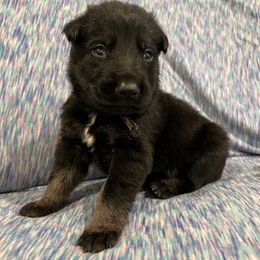 Boy 3 - male German Shepherd puppy in Beech Grove, Arkansas from Backwoods Kennels