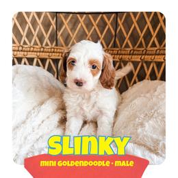 SLINKY - Parti male Goldendoodle puppy in Brookville, Pennsylvania from Woodland Mountain Doodles