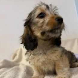 Freedom - Wild boar female Dachshund puppy in Tonopah, Arizona from Desert Diamond Dachshunds