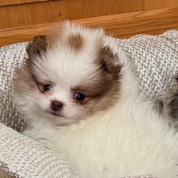Chubs - Chocolate parti male Pomeranian puppy in Silver Springs, New York from Humehill