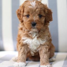 Lulu - Red  female Goldendoodle puppy in Alamance County, North Carolina from Doodle Squad Puppies