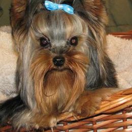 Biewer Terriers, Companion Crosses, and Yorkshire Terriers from Niko Terriers