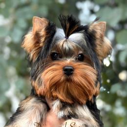 Conrad - Blue and gold male Yorkshire Terrier puppy in Placerville, California from Diamond Springs Boutique