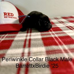 Periwinkle Collar - Black male Labrador Retriever puppy in Alvin, Texas from Red Retrievers