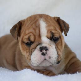 Hami - Fawn and brindle female Bulldog puppy in Bradleyville, Missouri from HurstBulldogs