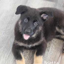 Brietta - Black and cream female German Shepherd puppy in De Land, Florida from 3B’s Animal Artistry