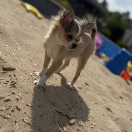 Chihuahua Puppies from Cloud9 Chihuahuas