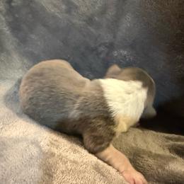 Logan - Gray and white male American Corgi puppy in Decatur, Texas from Bar S Corgis