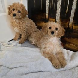 Sweet love - Apricot male Cavapoo puppy in Washington from Mt.BakerPoodles&Doodles