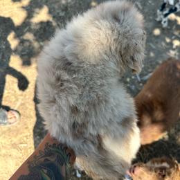 Boy 1 - Red merle male Australian Shepherd puppy in Spring Creek, Nevada from Knotts Dalmatians/Australian Shepherds
