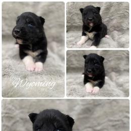 Wyoming - Agouti and white male Siberian Husky puppy in London, Ohio from Rose Trail Siberian’s