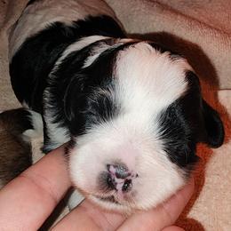 Jolly - Black and white male Shihpoo puppy in Hertford, North Carolina from Heaven Sent Shihpoo's