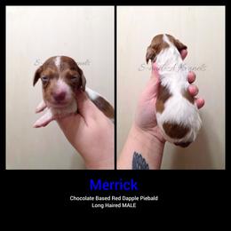 Merrick - Dapple male Dachshund puppy in Quitman, Mississippi from S-and-A Kennels