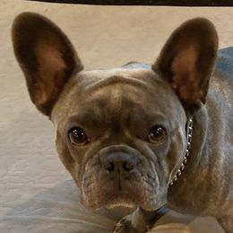 French Bulldogs from Dolly’s Chateau