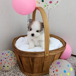 Rustique - Cream parti female Pomeranian puppy in New Salem, North Dakota from Fancy Paws Pomeranians