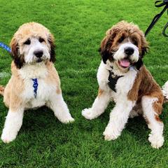 Saint Berdoodles from Mason Creek Saint Berdoodles, LLC