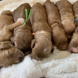 Cockapoo Puppies from ApplebyFarm