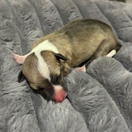 Girl 1 - Sable female Italian Greyhound puppy in New Port Richey, Florida from The Noodle Nest
