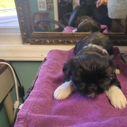 Tuxedo - Black and white male Shih Tzu puppy in Clyde, North Carolina from Shawgo Pups