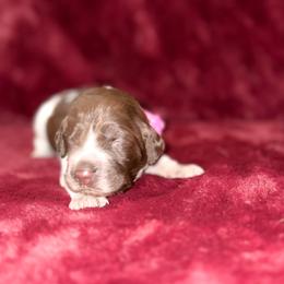 Pink - Liver roan female Brittany puppy in Adairsville, Georgia from Rocking L Farms