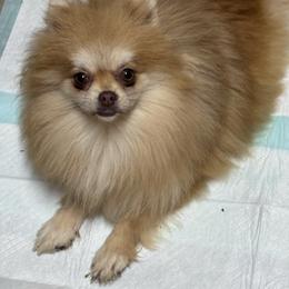 Pebbles - Chocolate sable female Pomeranian puppy in Corydon, Indiana from Kortes Pomeranians